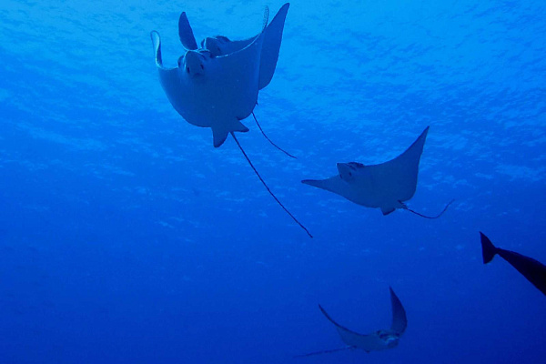 The Barefoot Eco Hotel The Barefoot Eco Hotel