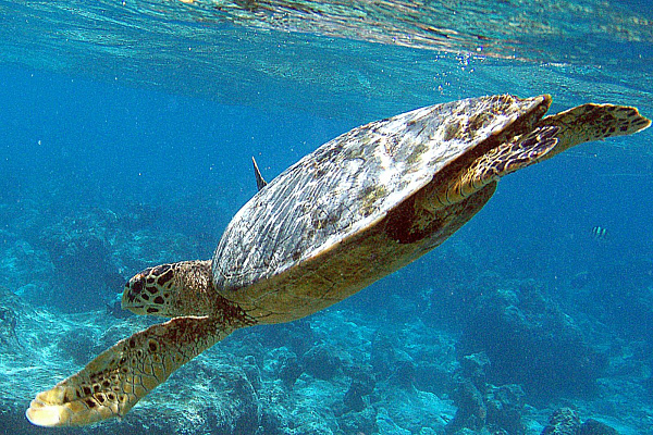 The Barefoot Eco Hotel The Barefoot Eco Hotel