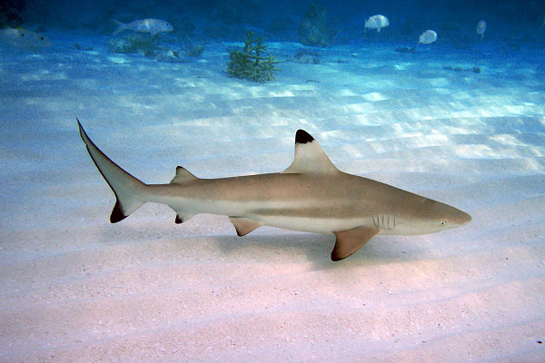 The Barefoot Eco Hotel The Barefoot Eco Hotel