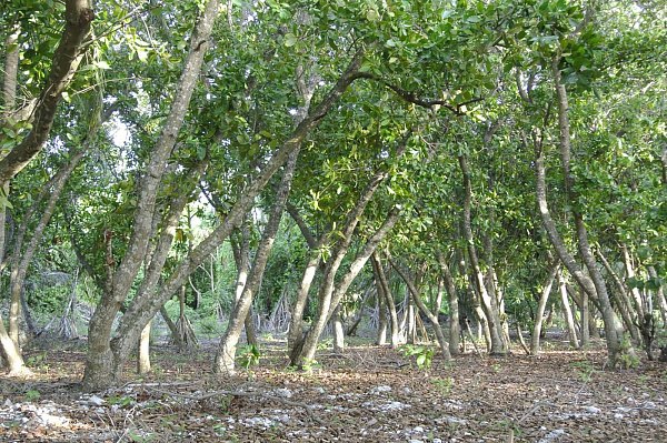 The Barefoot Eco Hotel The Barefoot Eco Hotel