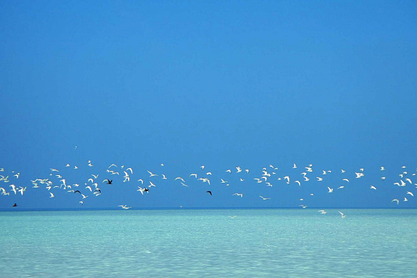 The Barefoot Eco Hotel The Barefoot Eco Hotel