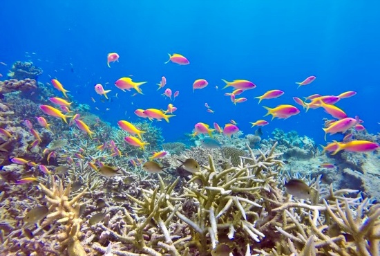 Кораллы Мальдивы