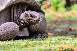 Сейшельская гигантская черепаха
