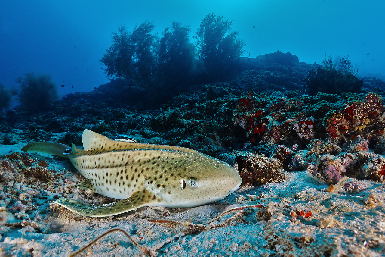 Maldives Manta