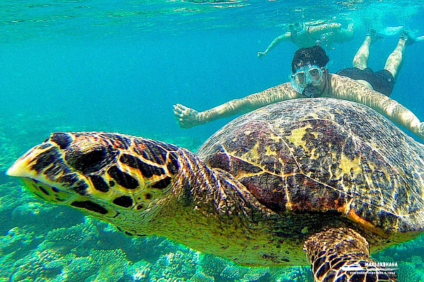 Sheraton Maldives Full Moon Resort and Spa Sheraton Maldives Full Moon Resort and Spa