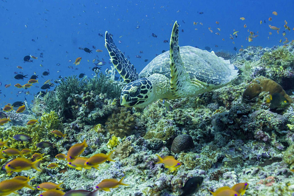 Robinson Club Maldives Robinson Club Maldives