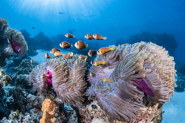 COMO Maalifushi COMO Maalifushi